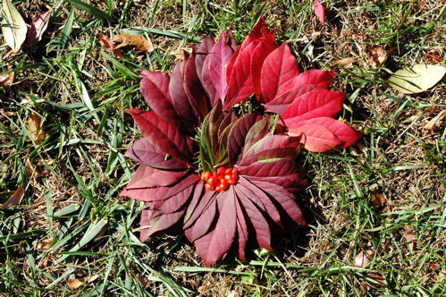 Lily’s leaf spiral