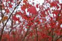 dsc_2340.jpg